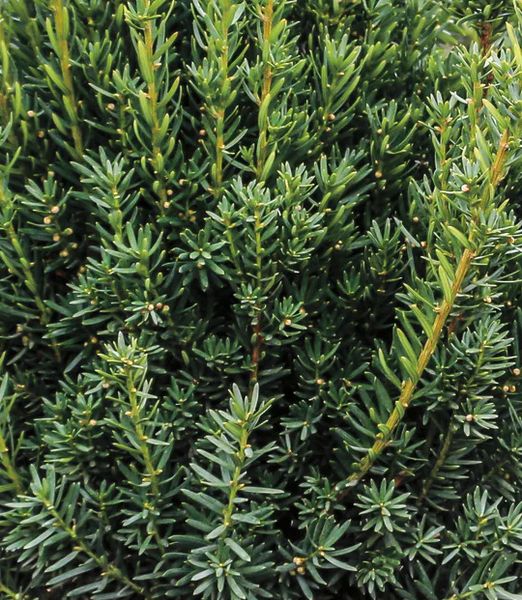 Taxus x media 'Hillii'